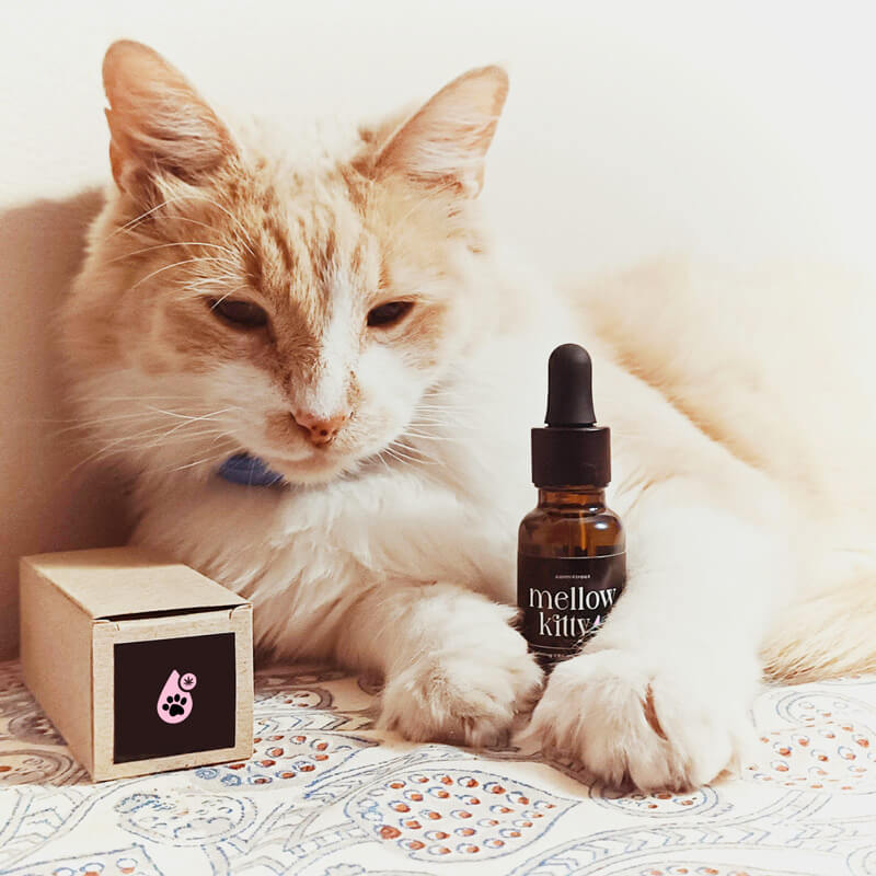 Calming drops for cats using South African-grown CBD – Mellow Kitty product photo